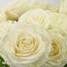 80 witte rozen | Kweker