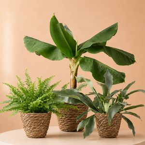 Tropische Plantenpakket