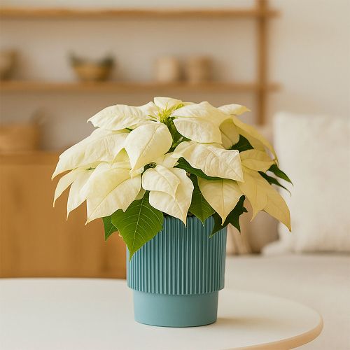 Christmas star white with aqua ribbed pot