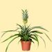 Ananasplant | Bromelia