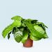 Calathea network