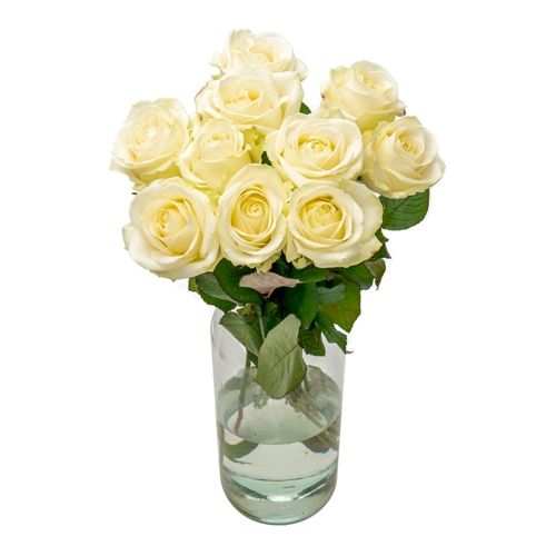 10x white Avalanche Roses (60cm)