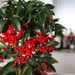 Ardisia crenata