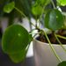 Pannenkoekplant | Pilea peperomioides