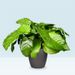 Calathea network