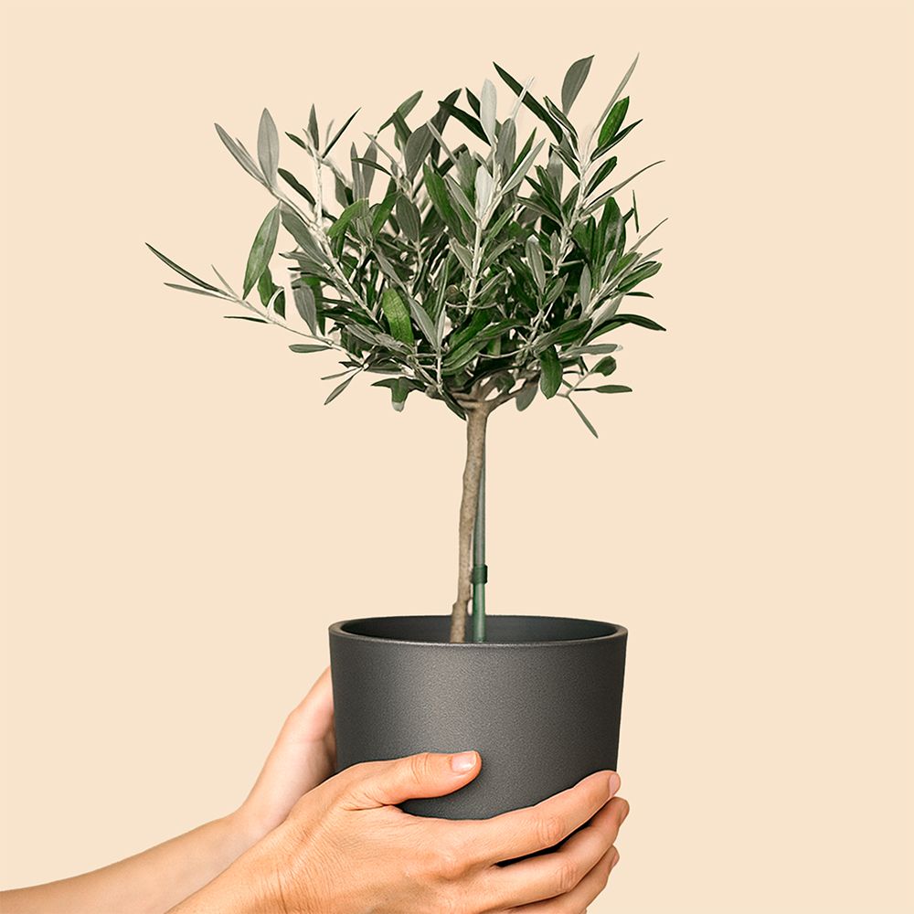 bauhaus olivenbaum erde Olivenbaum kaufen - Mediterrane Olea Europaea :14 H:50 cm