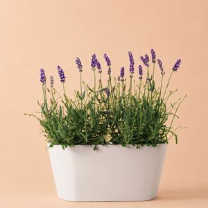 Lavender purple + free duopot white