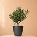 Olijfboom Struik 35cm + gratis pot