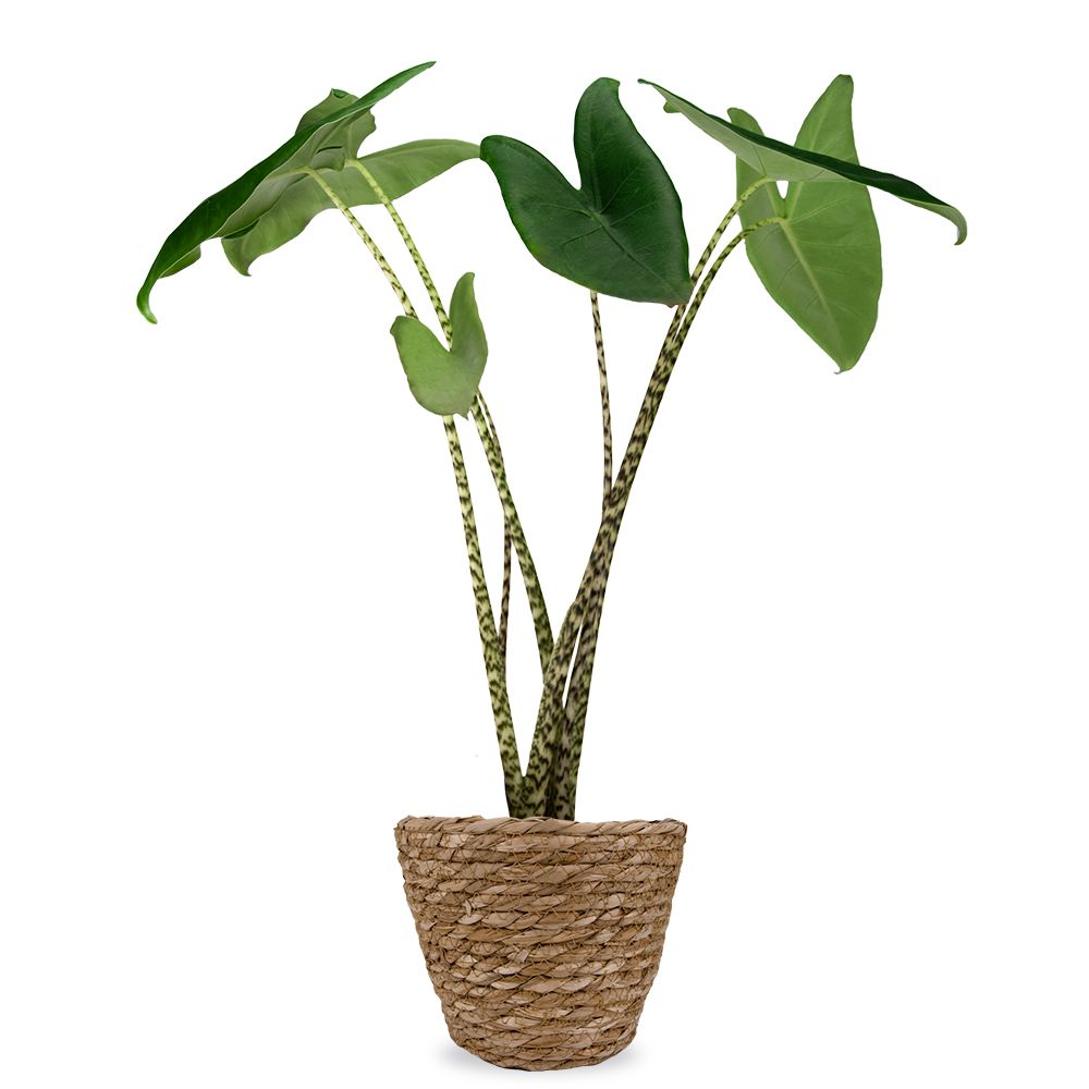 Elefantenohr | Alocasia Zebrina - frisch vom Zchter bestellen