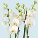 Witte Vlinderorchidee 4-tak