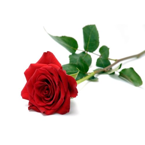 raket Hechting Zielig 1 rode roos bezorgen in heel België | Regiobloemist.be