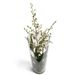 Stilvolle Oncidium Orchidee