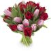 Red, pink tulips