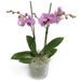 Purple Phalaenopsis Orchid in pot