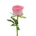 Premium roze roos + gratis vaas