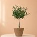 Olive tree 50cm + free basket