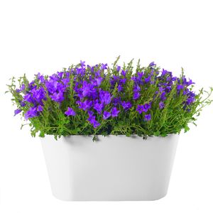 Campanula lilac + free planter white