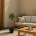 Large olive tree 100cm