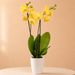 Gele orchidee
