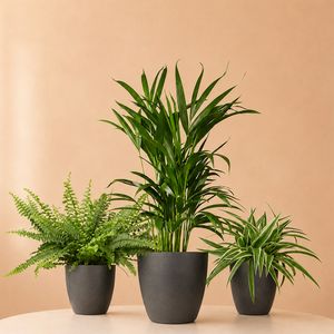 Werkplek Plantenpakket