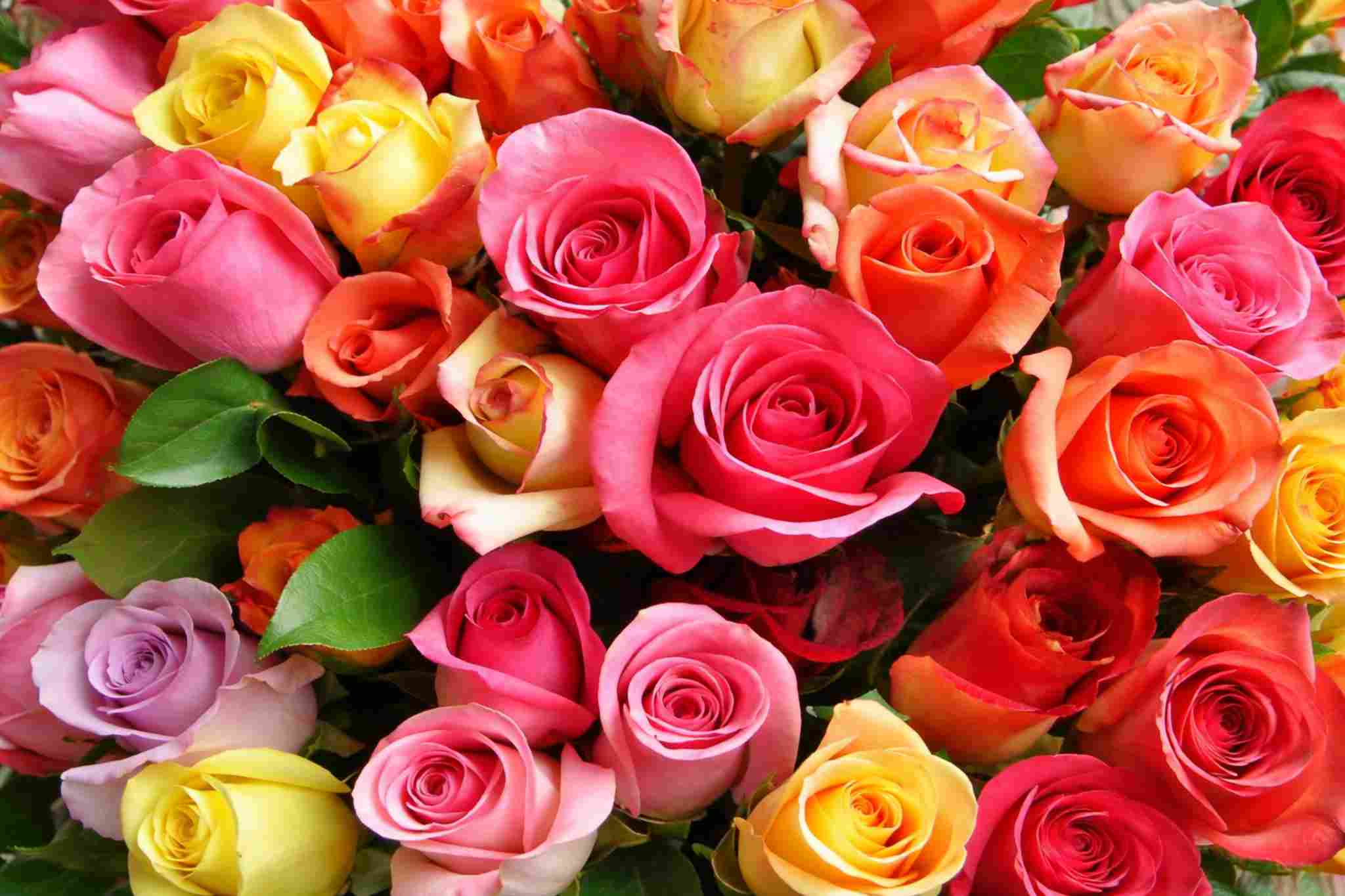 kleurrijke rozen in volle bloei