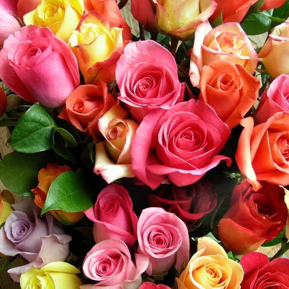 verschillende rozen kleuren